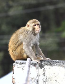 Monkey relaxing  in Srinagar, Kashmir, India