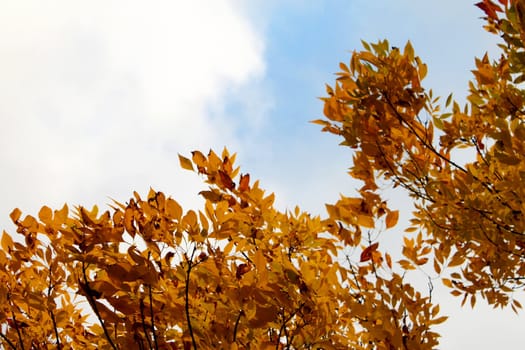 Beautiful autumn leafs with sky in the background