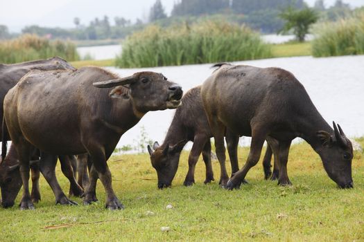 Thai buffalo in grass field near Bangkok, Thailand.