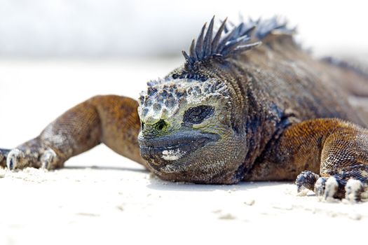 Portrait of a Marine Iguana on Galapagos