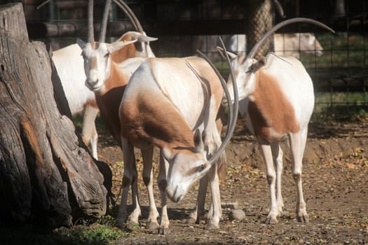 African wild animal oryx gemsbok