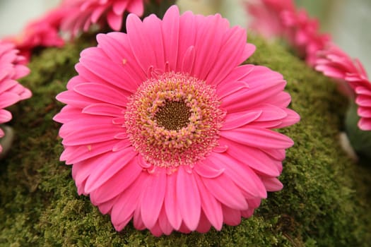 Gerber flower