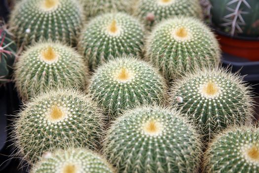 Cactus