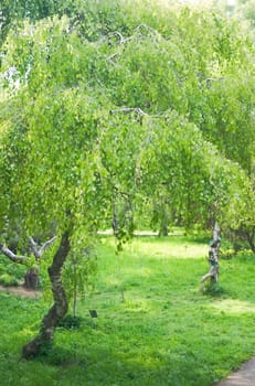 birch grove by a summer day