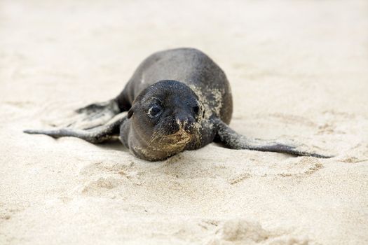 Newborn Sea Lion struggling to walk, Santa Fe, Galapagos