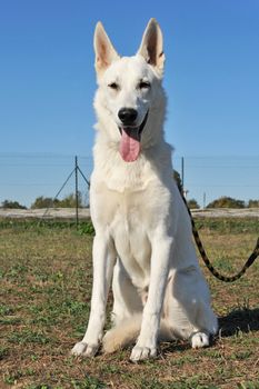 Purebred White Swiss Shepherd in the garden