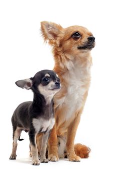 portrait of a cute purebred  puppy and adult chihuahua in front of white background