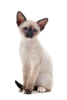 beautiful purebred siamese kitten in front of white background