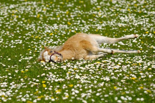 A sweet foal is resting on a green, white and yellow flower field
