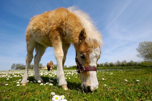 A sweet young horse is eating grass