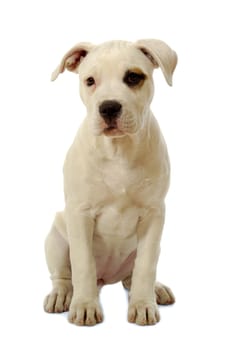 Sweet puppy sitting on a clean white background.