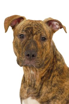 Staffordshire terrier dog on a clean white background
