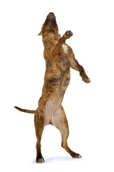 Standing staffordshire terrier dog on a clean white background. Note a bit in motion blur.