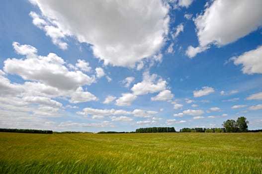 Landscape with corn field. The sky is blue with white clouds