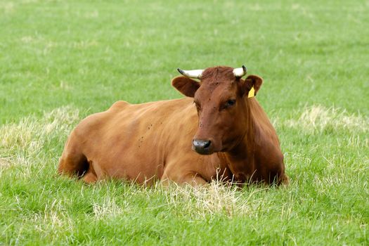 Cow is resting on a green grass field