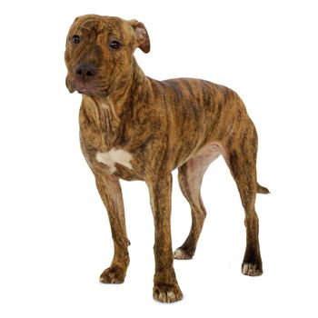 Staffordshire terrier dog standing on a clean white background
