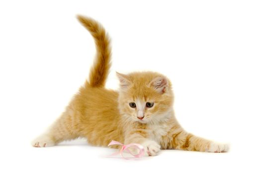 A sweet cat kitten is playing wit a pink bow. Taken on a white background.