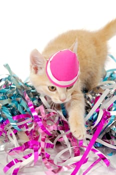 Sweet cat kitten with hat in confetti taken on white background