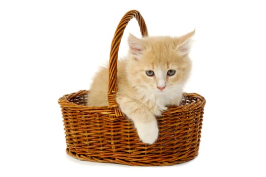 Sweet cat kitten is resting in a basket