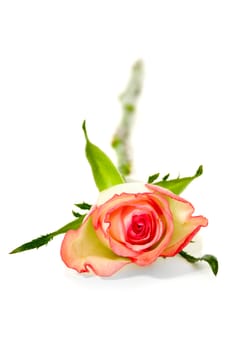 A rose on a white background