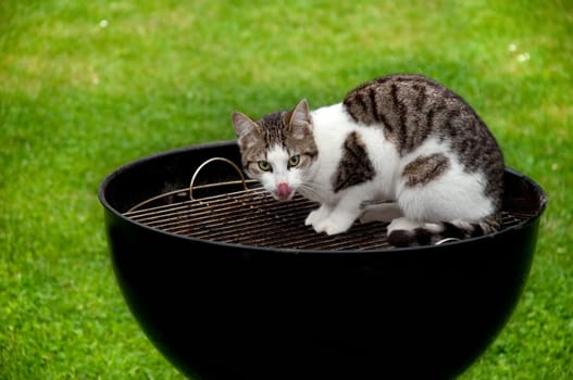 A hungry cat sitting on a barbecue grill