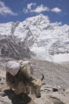 Yak carrying baggage to Everest Base Camp high in the Himalaya mountains of Nepal