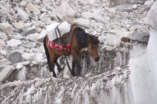 Pony loaded with supplies walking across an ice ledge on the Khumbu glacier on the way to Everest Base Camp in Nepal