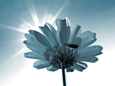 flower chrysanthemum on blue background