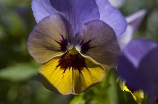 Native Flowers of Oregon