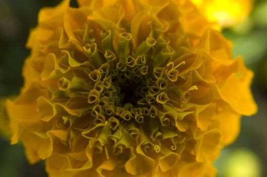 Native Flowers of Oregon