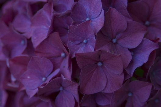 Native Flowers of Oregon