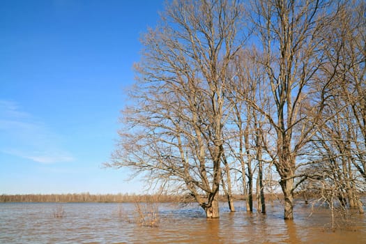 oak wood amongst spring flood
