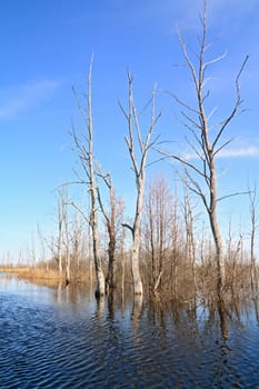 dry tree amongst spring flood