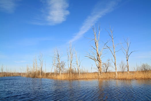 dry tree amongst spring flood