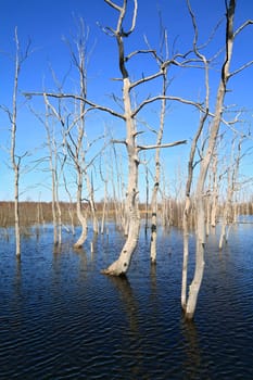 dry tree amongst spring flood