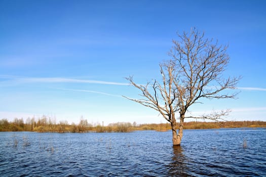 small oak amongst spring flood