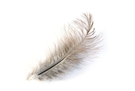  feather isolated on white background