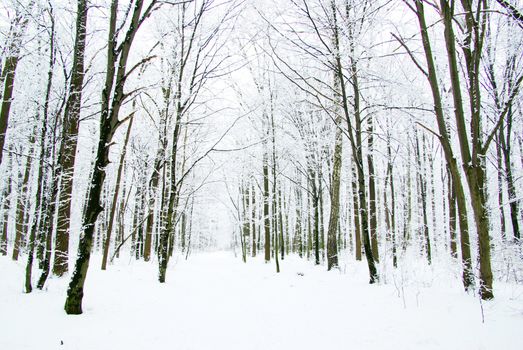 beautiful winter forest  and the road