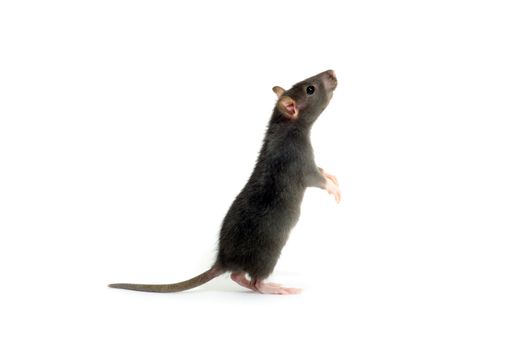 funny rat  isolated on white background