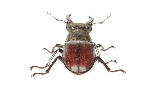 Stag beetle on the white background