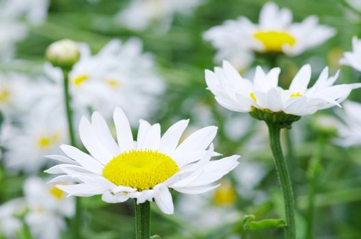 chamomile in a green grass