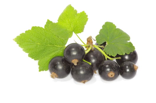 branch of black currant fruits isolated on white background