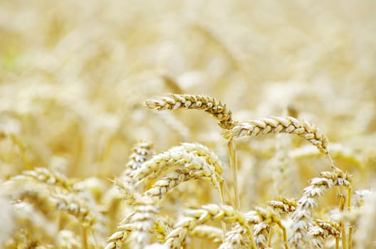 golden wheat field in summer
