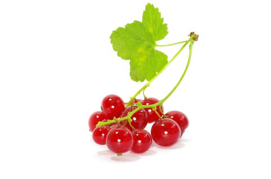 red currant isolated on a white background