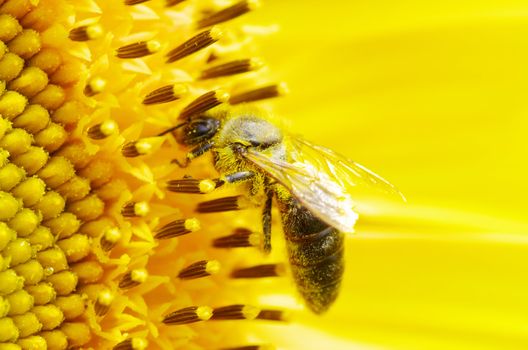 bee on the flower in the  sunflower