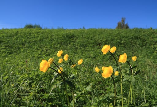 flowerses globe-flower on field