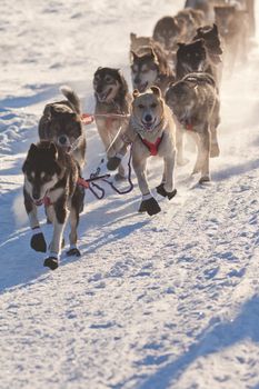 Team of enthusiastic sled dogs pulling hard to win the sledding race.