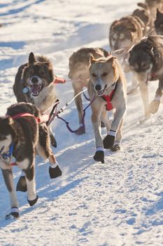 Team of enthusiastic sled dogs pulling hard to win the sledding race.