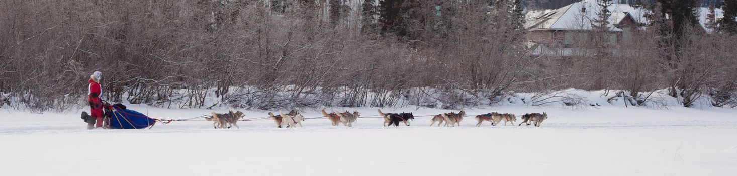 Enthusiastic team of dogs in a dog sledding race.