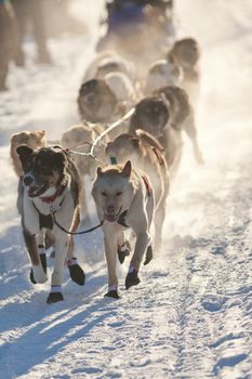 Team of enthusiastic sled dogs pulling hard to win the sledding race.